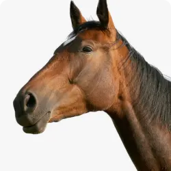 Horses