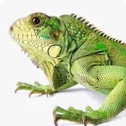 Reptiles