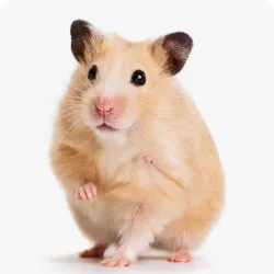 Small Animals