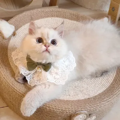 Knitting Pattern Cat Bandana