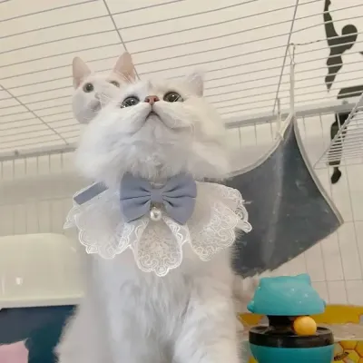 cute knitting cat bandana
