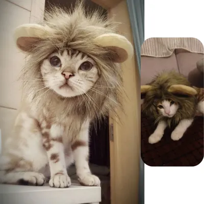 Fun Halloween hats for small dogs and cats