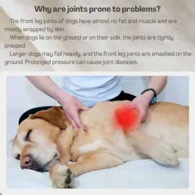 dog protective suit dog protective suit