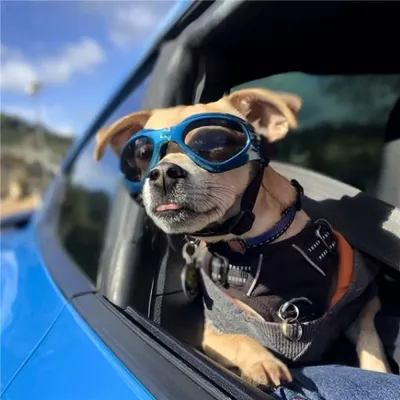 sunglasses for dogs (2) UV-protective glasses for dogs.