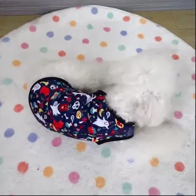 Small breed dog apparel Small breed dog apparel for dogs
