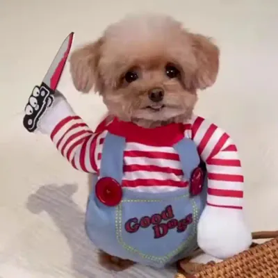 Dog Party Costume Suppliers Dog Party Costume Suppliers