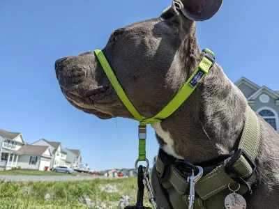 Strape Dog Muzzle Situation Outdoor Adjustable Strape Dog Muzzle