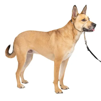 Strape Dog Muzzle Beige Outdoor Adjustable Strape Dog Muzzle