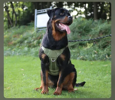 High-Quality Oxford Fabric Harness