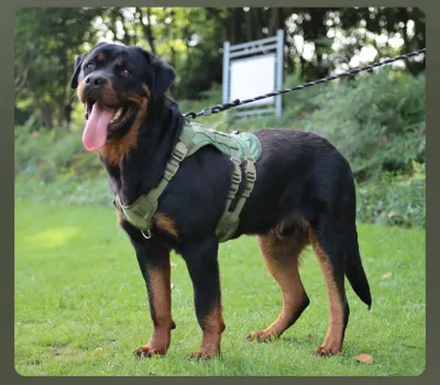 Sturdy Large Dog Harness