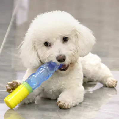 Fill with water or pet drinks and freeze to create a refreshing, cooling toy for summer play.