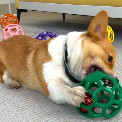 Provides a fun way to drain excess energy, reduce boredom, and prevent anxiety in pets.
