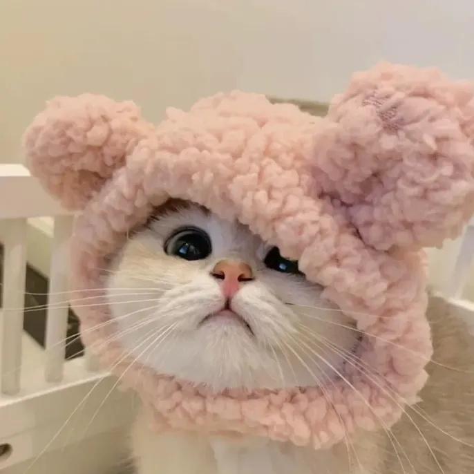 Great New Cat Hat Great New Cat Hat