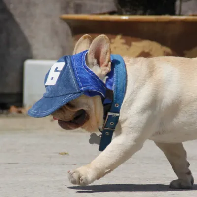 Pet Cap – Dog Sun Hat for Spring and Autumn, Breathable and Sunshade Design Dog Sun Hat for Spring and Autumn, Breathable and Sunshade Design
