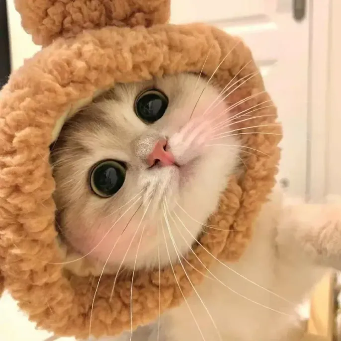 Cat Hat Brown Cat Hat Brown