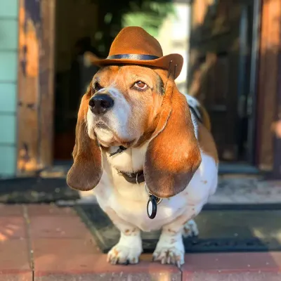 western pet costume hat Premium western pet costume hat