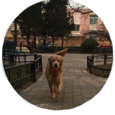 Great Dog Ball Toy