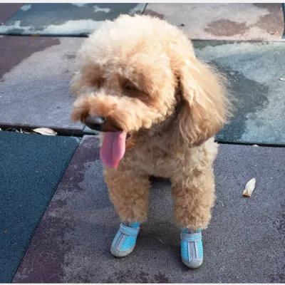 waterproof dog shoes Lightweight waterproof dog shoes