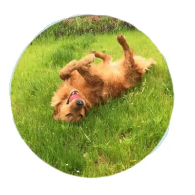 Quality Dog Ball Toy