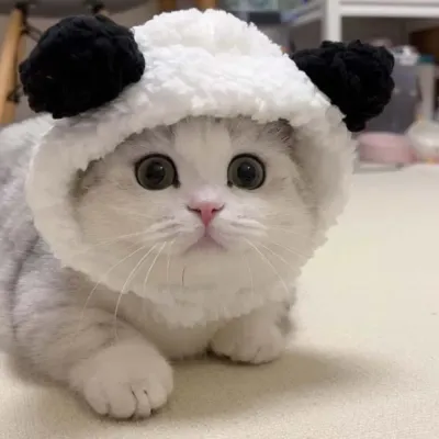 Pet Hot Quilty Cat Hat