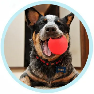 New Dog Ball Toy
