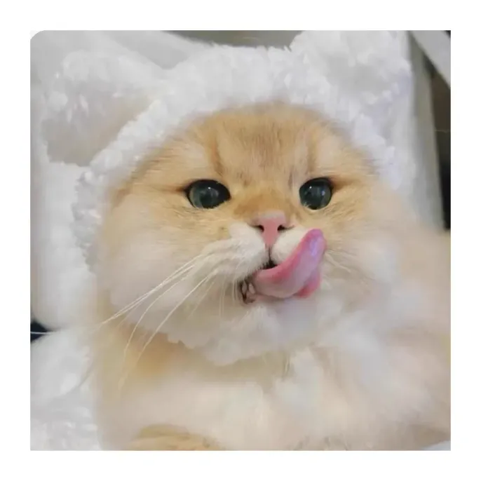 Cat Hat White Cat Hat White