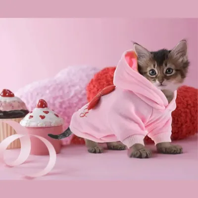 Multi-color dog apparel Multi-color dog apparel for cats