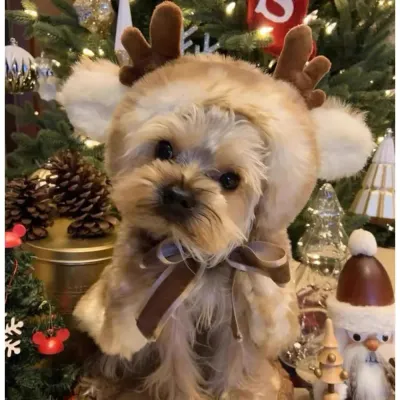 Reindeer Cosplay Cloak Pet Clothes Christmas Party Dress