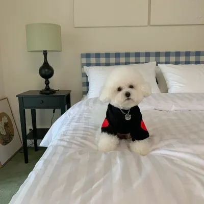 Yorkie dog clothing Yorkie dog clothing wholesale