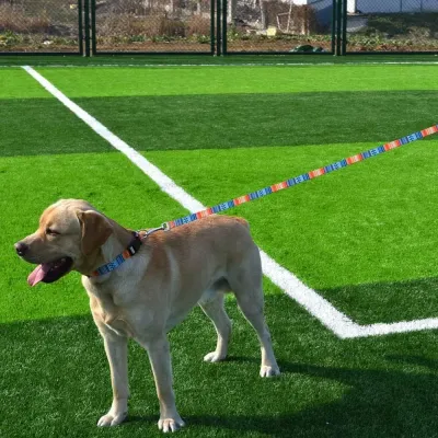 dog Bulk Leash Collar Set