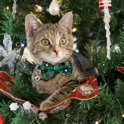 Christmas Cat Collar