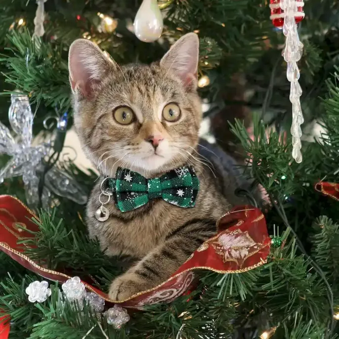 Christmas Cat Collar