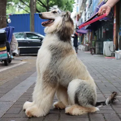 Great Short Dog Leash