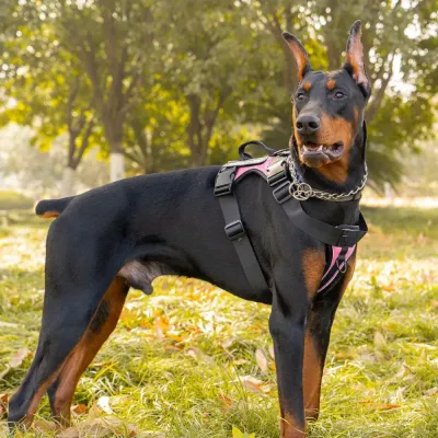 tactical dog harness vest