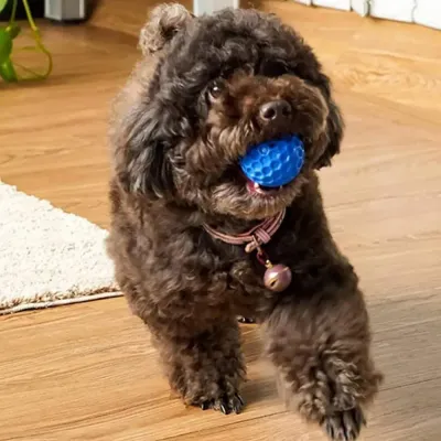 Squeaky Rubber Ball Treat Dispenser Interactive Dog Toys
