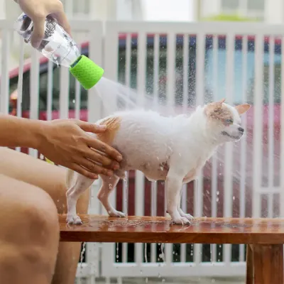 Portable Outdoor pet Shower bulk Portable Outdoor pet Shower bulk
