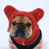 Quality Pet Hat