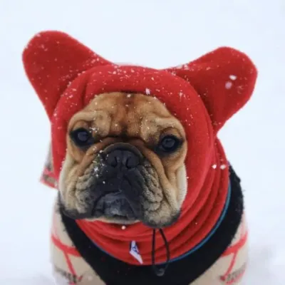 Quality Pet Hat Quality Pet Hat