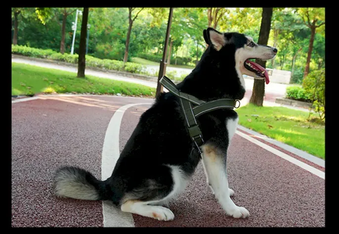 Stable Wide Elastic Dog Car Leash