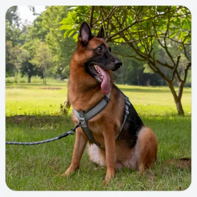 Dog harness and leash Safe Adjustable Dog Harness and Leash, Anti-Pull