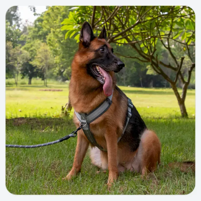 Safe Adjustable Dog Harness and Leash, Anti-Pull