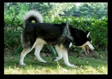 Ergonomic Elastic Adjustable Dog Car Leash