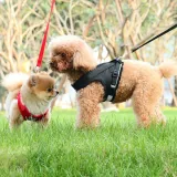 Anti-Escape Design for Peace of Mind: The harness features a strong engineering buckle, designed to keep pets secure and prevent them from escaping, providing pet owners with confidence during walks.