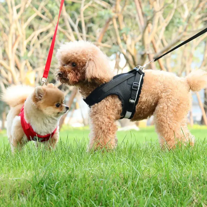 Anti-Escape Design for Peace of Mind: The harness features a strong engineering buckle, designed to keep pets secure and prevent them from escaping, providing pet owners with confidence during walks.