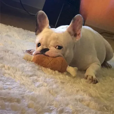 pet plush toys wholesale pet plush toys wholesale