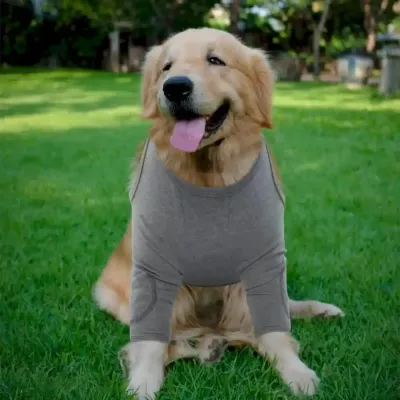 Dog Recovery Sleeves Wholesaler Dog Recovery Sleeves Wholesaler