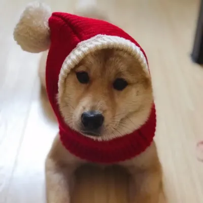 Winter Dog Beanies Cap Winter Dog Beanies Cap