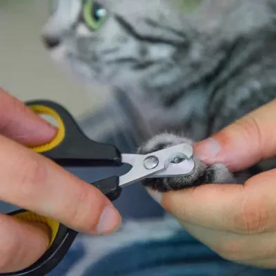 Stainless Steel Cat Nail Clippers Cats Stainless Steel Cat Nail Clippers Safety Cut