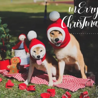 Dog Hat Red Dog Hat Red