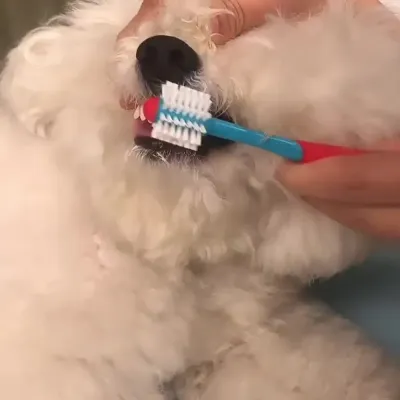 Soft-Bristled Dog Toothbrush Soft-Bristled Dog Toothbrush